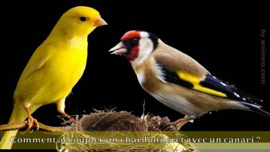 Comment accoupler un chardonneret avec un canari ?