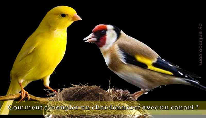 Comment accoupler un chardonneret avec un canari ?