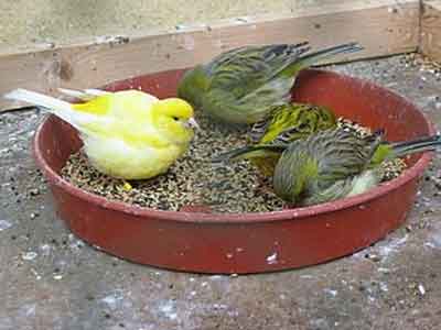 Comment réussir l'accouplement des Chardonnerets et les Canaries