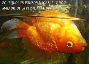 Pourquoi un poisson nage sur le dos? Maladie de la vessie natatoire