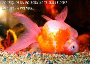 Pourquoi un poisson nage sur le dos? Mesures à prendre