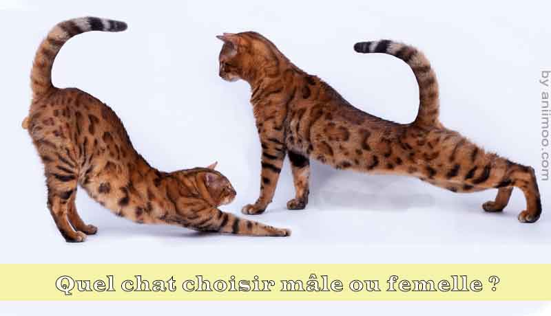 Quel Sexe De Chat Choisir Male Ou Femelle