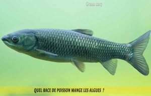Quel-race-de-poisson-mange-les-algues-04-Grass-carp