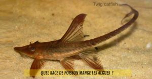 Quel-race-de-poisson-mange-les-algues-06-Twig-catfish