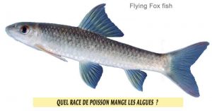 Quel-race-de-poisson-mange-les-algues-07-Flying-Fox-fish-Renard-volant