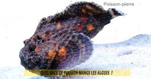 Quel-race-de-poisson-mange-les-algues-09-Poisson-pierre