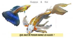 Quel-race-de-poisson-mange-les-algues-11-Guppys--Koi