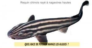 Quel-race-de-poisson-mange-les-algues-13-Requin-chinois-rayé-à-nageoires-hautes