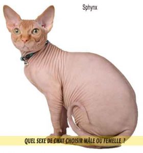 Quel-sexe-de-chat-choisir-mâle-ou-femelle-Sphynx