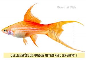 Quelle-espèce-de-poisson-mettre-avec-les-Guppy--12-Swordtail-Fish