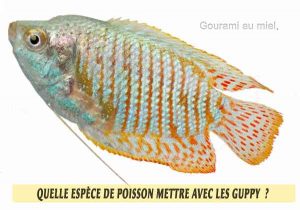 Quelle-espèce-de-poisson-mettre-avec-les-Guppy--14-Gourami-au-miel,