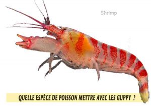 Quelle-espèce-de-poisson-mettre-avec-les-Guppy--16-Shrimp