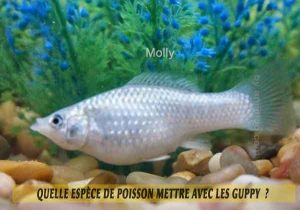 Quelle-espèce-de-poisson-mettre-avec-les-Guppy-2-Molly