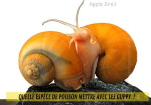 Quelle-espèce-de-poisson-mettre-avec-les-Guppy--20-Apple-Snail