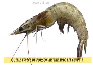 Quelle-espèce-de-poisson-mettre-avec-les-Guppy--21-Apple-Snail