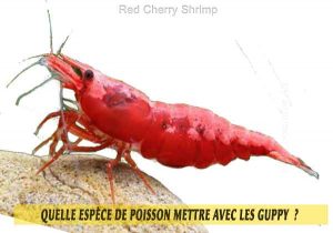 Quelle-espèce-de-poisson-mettre-avec-les-Guppy--22-Red-Cherry-Shrimp