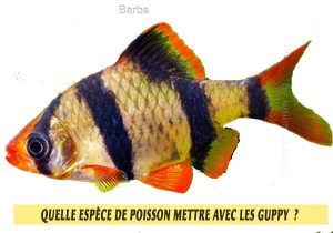 Quelle-espèce-de-poisson-mettre-avec-les-Guppy--23-Barbs