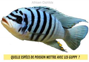 Quelle-espèce-de-poisson-mettre-avec-les-Guppy--24-African-Cichlids