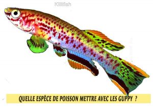Quelle-espèce-de-poisson-mettre-avec-les-Guppy--27-Killifish