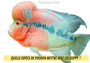Quelle-espèce-de-poisson-mettre-avec-les-Guppy--28-Flowerhorn-fish