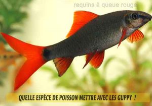 Quelle-espèce-de-poisson-mettre-avec-les-Guppy--3requins-à-queue-rouge