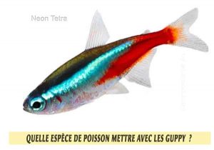 Quelle-espèce-de-poisson-mettre-avec-les-Guppy--9-Neon-Tetra