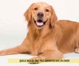 Quelle-race-de-chat-peut-cohabiter-avec-un-chien-Golden-retriever