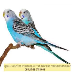 Quelles-espèces-d'oiseaux-mettre-avec-une-perruche-ondulée-01-perruches-ondulées