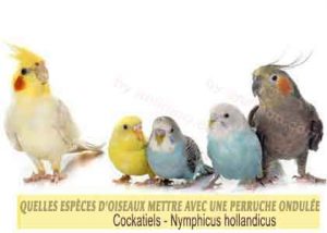 Quelles-espèces-d'oiseaux-mettre-avec-une-perruche-ondulée-02-Cockatiels---Callopsites