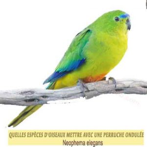 Quelles-espèces-d'oiseaux-mettre-avec-une-perruche-ondulée-03-Neophema-elegans