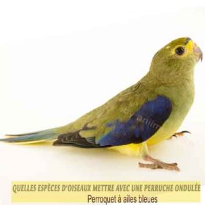 Quelles-espèces-d'oiseaux-mettre-avec-une-perruche-ondulée-04-Perroquet-à-ailes-bleues