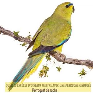 Quelles-espèces-d'oiseaux-mettre-avec-une-perruche-ondulée-05-Perroquet-de-roche