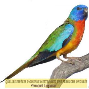 Quelles-espèces-d'oiseaux-mettre-avec-une-perruche-ondulée-08-Perroquet-turquoise