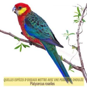 Quelles-espèces-d'oiseaux-mettre-avec-une-perruche-ondulée-10-Platycercus-roselles