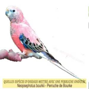 Quelles-espèces-d'oiseaux-mettre-avec-une-perruche-ondulée-11-Perruche-de-Bourke-Neopsephotus-bourkii