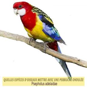 Quelles-espèces-d'oiseaux-mettre-avec-une-perruche-ondulée-12-Psephotus-adelaidae