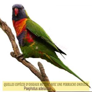 Quelles-espèces-d'oiseaux-mettre-avec-une-perruche-ondulée-15-Parrot-Blossom