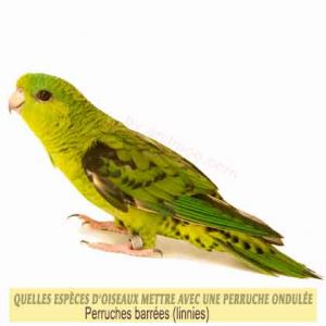 Quelles-espèces-d'oiseaux-mettre-avec-une-perruche-ondulée-18-perruches-barrées--linnies