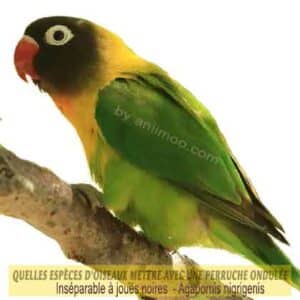 Quelles-espèces-d'oiseaux-mettre-avec-une-perruche-ondulée-22-Inséparable-à-joues-noires-Agapornis-nigrigenis