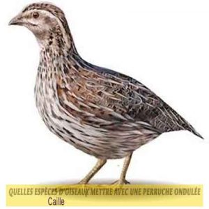 Quelles-espèces-d'oiseaux-mettre-avec-une-perruche-ondulée-33-Caille