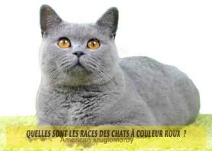Quelles-sont-les-races-des-chats-à-couleur-roux-01-British