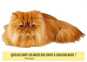 Quelles-sont-les-races-des-chats-à-couleur-roux-02-Persan