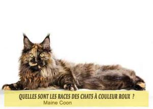 Quelles-sont-les-races-des-chats-à-couleur-roux-05-Maine-Coon