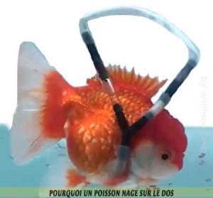 poisson-nage-sur-le-dos-01-poisson nage sur le dos