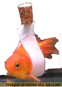 poisson-rouge-nage-sur-le-dos-02-poisson nage sur le dos