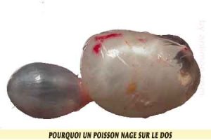 troubles-de-la-vessie-natatoire-poisson-nage-sur-le-dos-01-poisson nage sur le dos