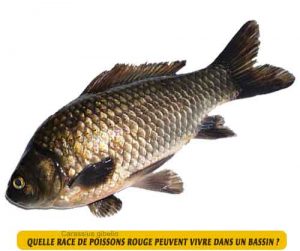 Carassius-gibelio-une-race-de-poissons-rouge-peuvent-vivre-dans-un-bassin-01