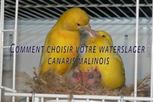 Comment-choisir-votre-waterslager-Waterslager-Canarys-canaris-malinois