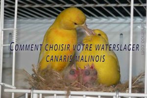 Comment-choisir-votre-waterslager-Waterslager-Canarys-canaris-malinois