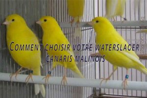 Comment-choisir-votre-waterslager-Waterslager-Canarys-canaris-malinois